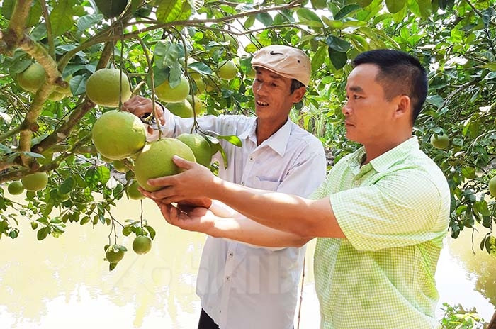 Thanh Hong rosy-pulped pomelos early harvested